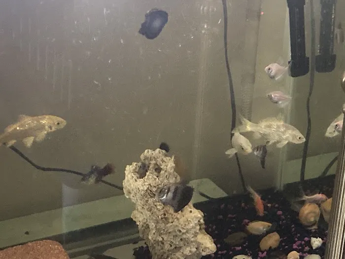 The iFISH Store Picture 4