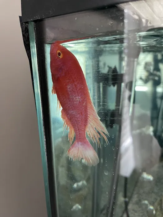 The iFISH Store Picture 8