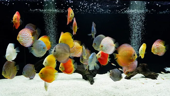 The iFISH Store Picture 5