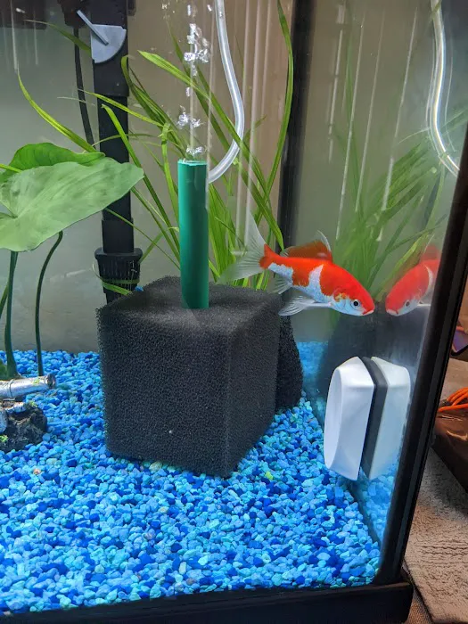 The iFISH Store Picture 2