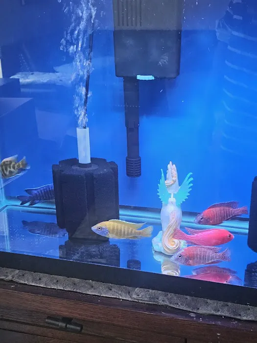 The iFISH Store Picture 6