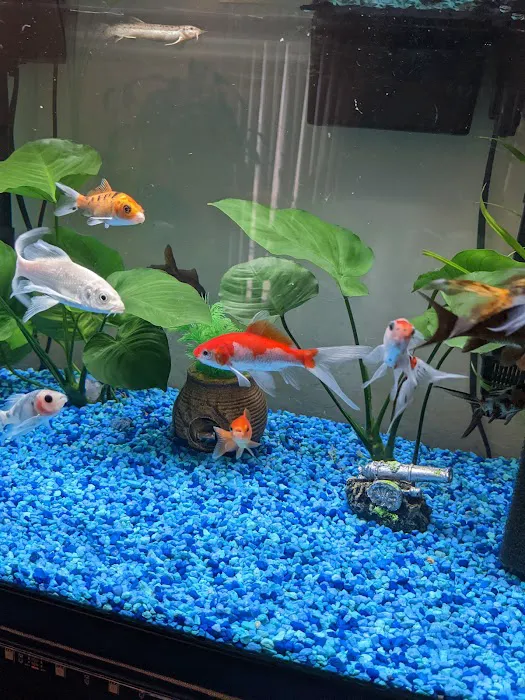 The iFISH Store Picture 1