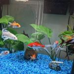 The iFISH Store