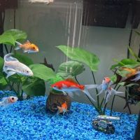 The iFISH Store ico