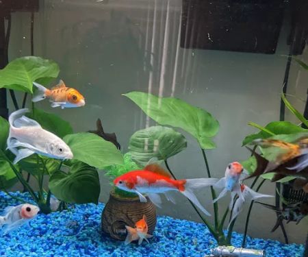 The iFISH Store