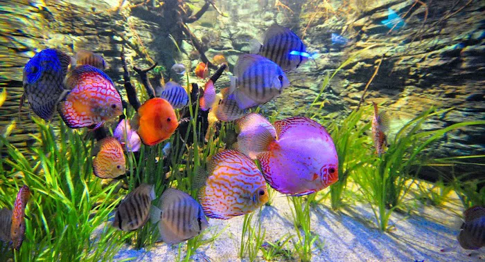 Tri-County Tropicals, Inc. Picture 1