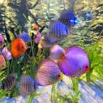 Tri-County Tropicals, Inc.
