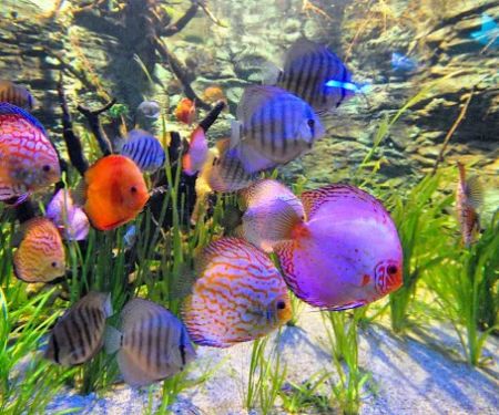 Tri-County Tropicals, Inc.