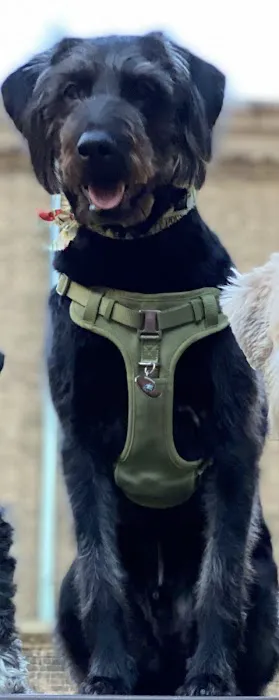 Bond Vet - Narberth Picture 1