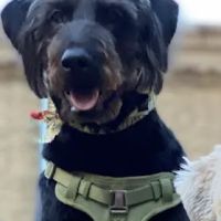Bond Vet - Narberth ico