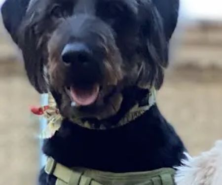 Bond Vet - Narberth