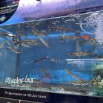 Monster Aquarium Inc - Shop in Queens New York