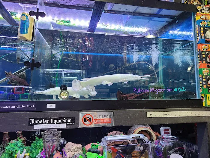 Monster Aquarium Inc - Shop in Queens New York Picture 7