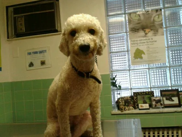 Narberth Animal Hospital Picture 1