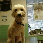Narberth Animal Hospital