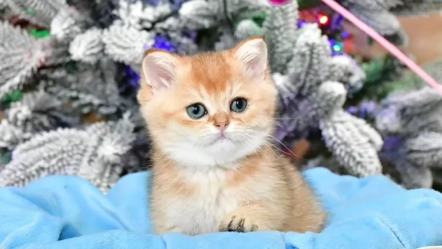 InterPets.NYC - British Shorthair Kittens Picture 1