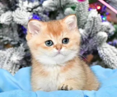 InterPets.NYC - British Shorthair Kittens