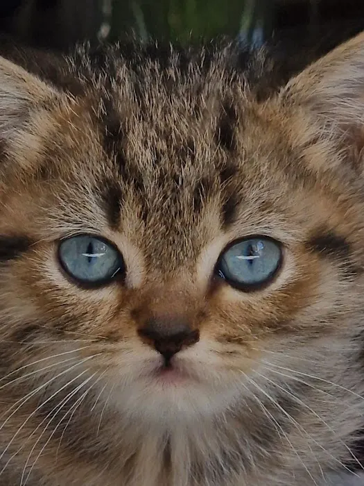 InterPets.NYC - British Shorthair Kittens Picture 4