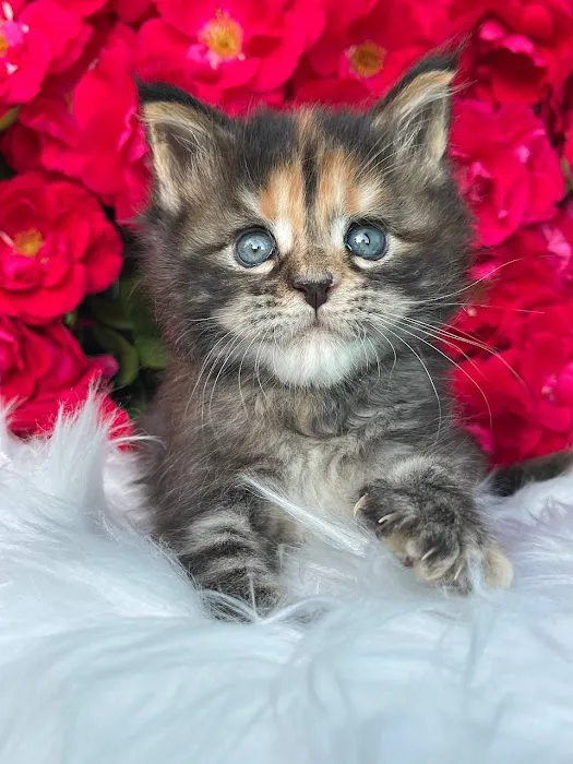 InterPets.NYC - British Shorthair Kittens Picture 5