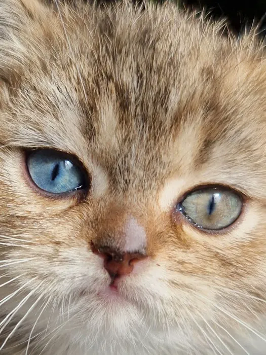 InterPets.NYC - British Shorthair Kittens Picture 3