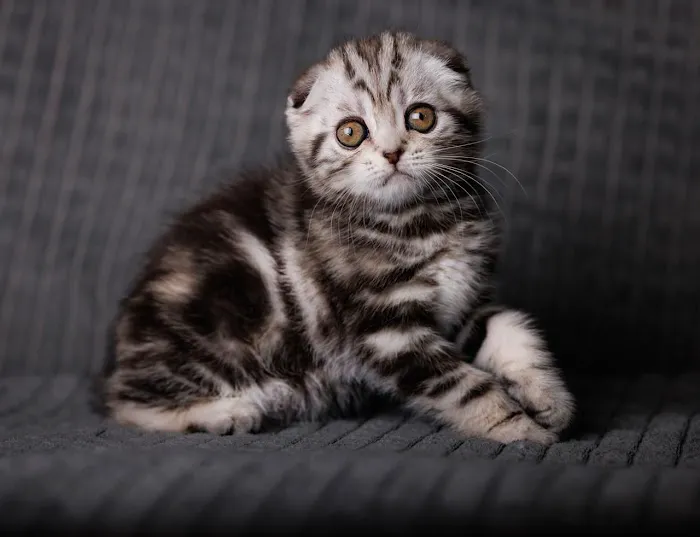 InterPets.NYC - British Shorthair Kittens Picture 2