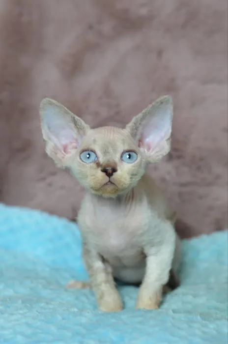 InterPets.NYC - British Shorthair Kittens Picture 10