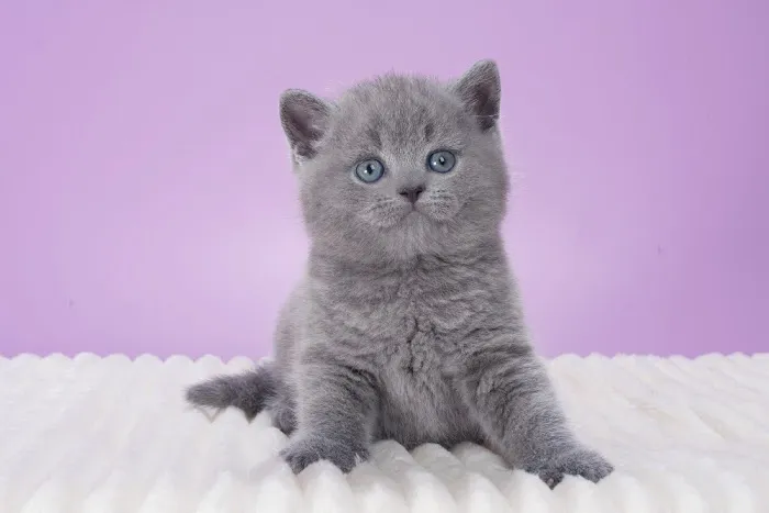 InterPets.NYC - British Shorthair Kittens Picture 6