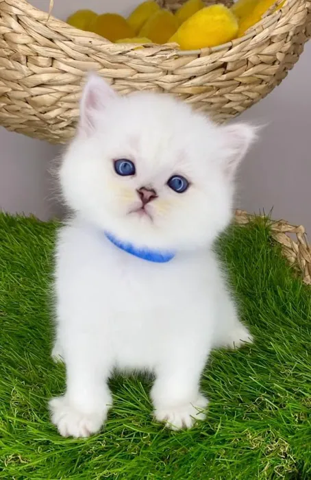 InterPets.NYC - British Shorthair Kittens Picture 8