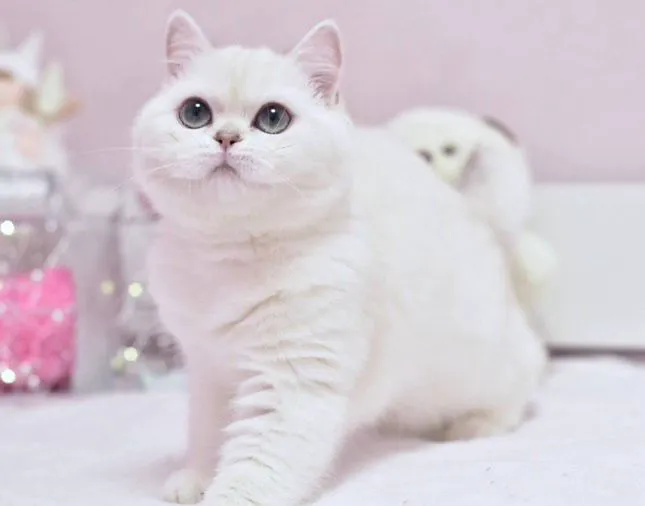 InterPets.NYC - British Shorthair Kittens Picture 7