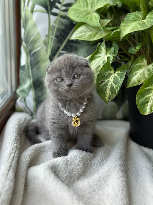 InterPets.NYC - British Shorthair Kittens Picture 9