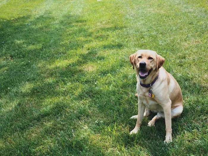 Gladwyne Animal Hospital Picture 9