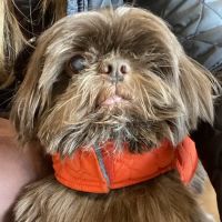 Gladwyne Animal Hospital ico
