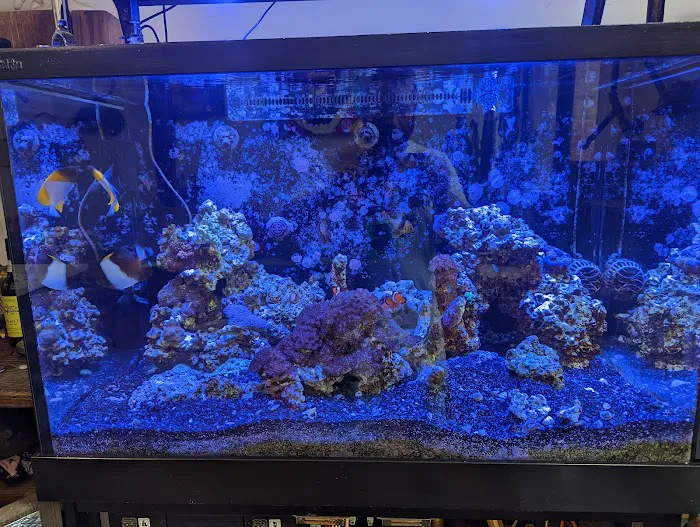 Reef Ryders Aquarium Service And Maintenance Picture 2