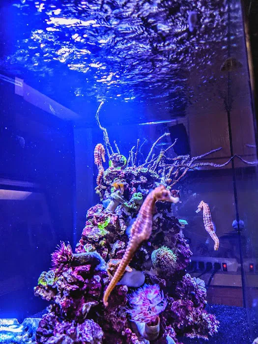 Reef Ryders Aquarium Service And Maintenance Picture 9