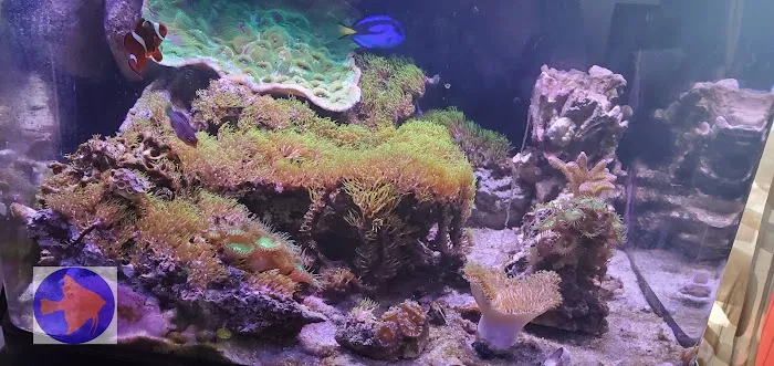 Reef Ryders Aquarium Service And Maintenance Picture 3