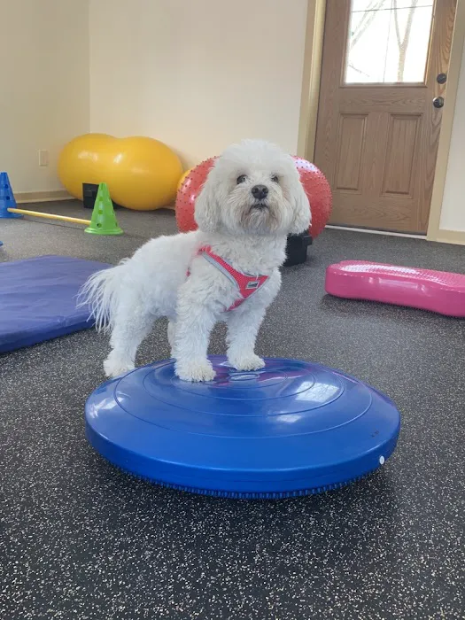 Chestnut Hill Veterinary Hospital Picture 2