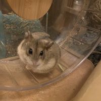 Chestnut Hill Veterinary Hospital ico