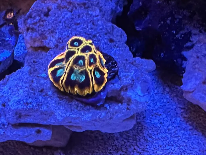 Pieces of the Ocean Picture 3