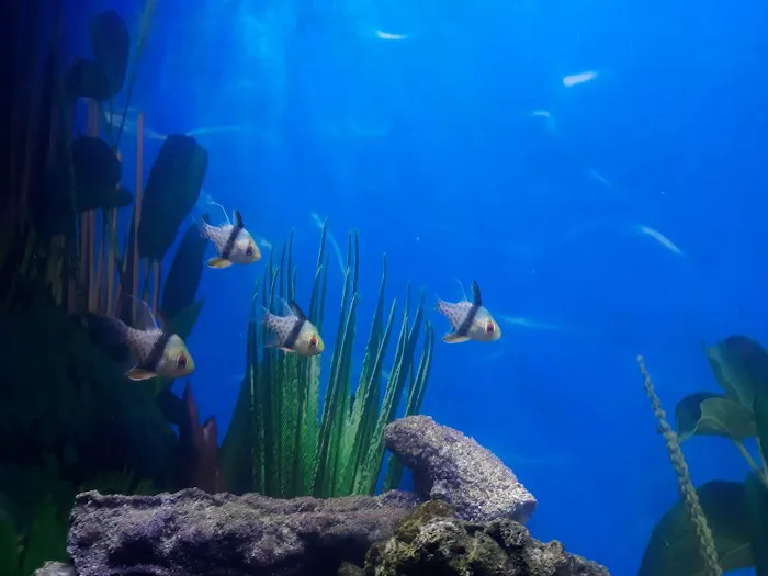 Pieces of the Ocean Picture 4