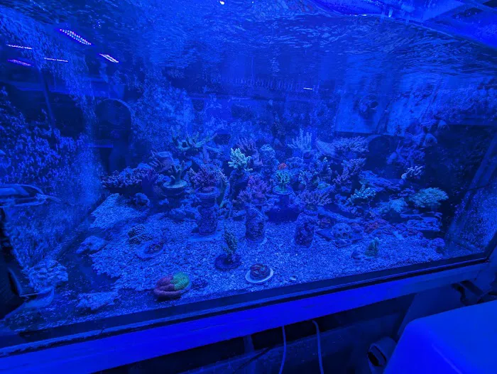 Pieces of the Ocean Picture 5