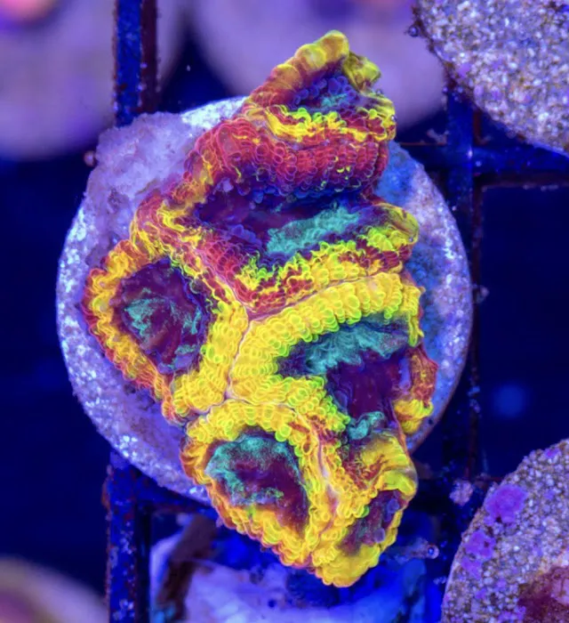 Pieces of the Ocean Picture 7