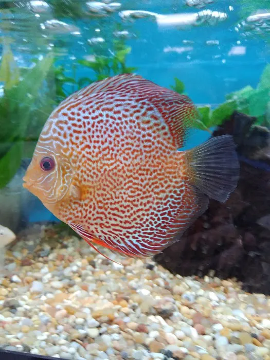 Fishtopia Picture 1
