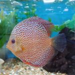 Fishtopia