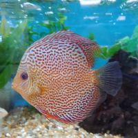 Fishtopia ico
