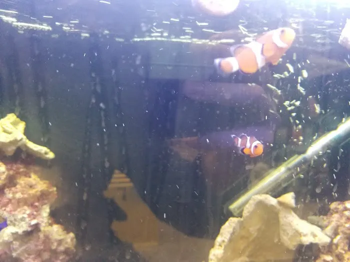 Fishtopia Picture 3
