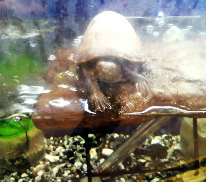 Fishtopia Picture 5