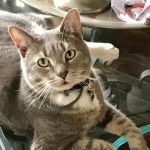 Ardmore Animal Hospital