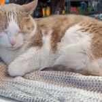 The Pet Market