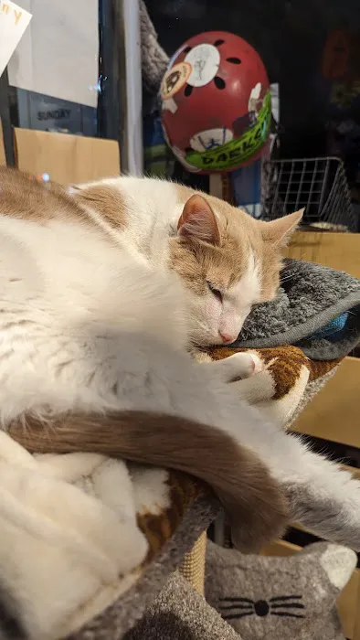 The Pet Market Picture 6