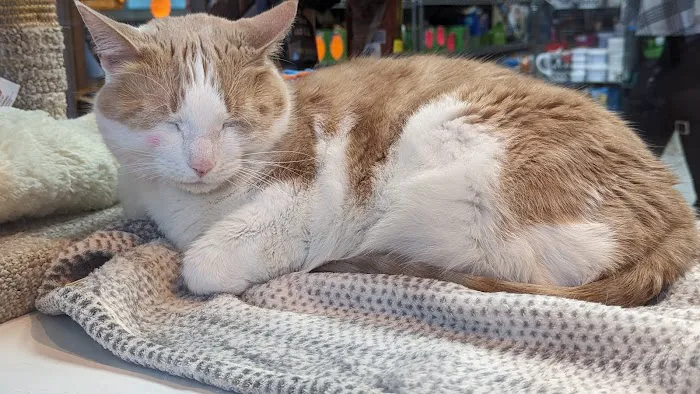 The Pet Market Picture 2